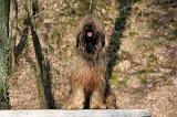 BRIARD 037